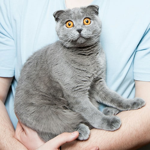 yellow eyed grey cat