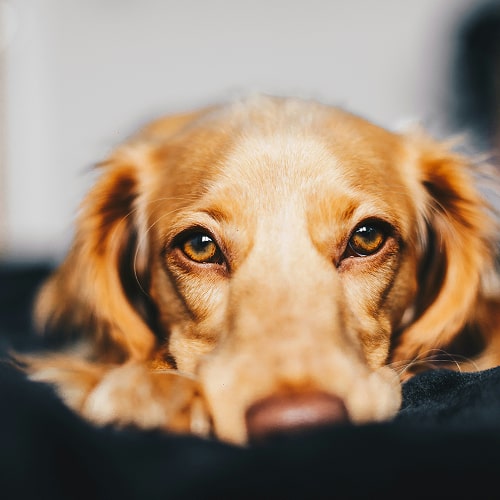dog lying on floor