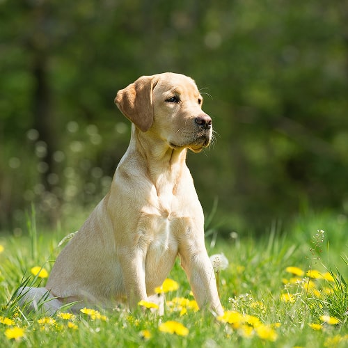 a happy vet hold a happy dog