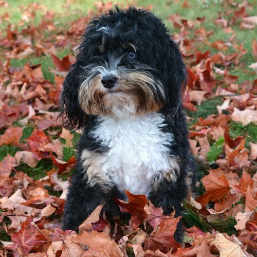 Small dog sitting in leaves