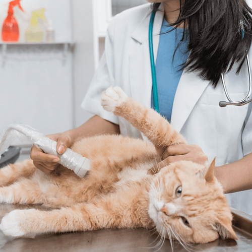 cat ultrasound