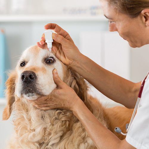 dog eye drop