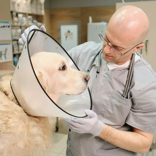 pet surgery