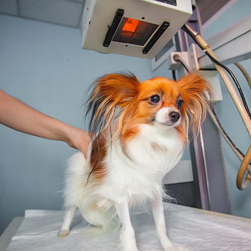 pet ultrasound