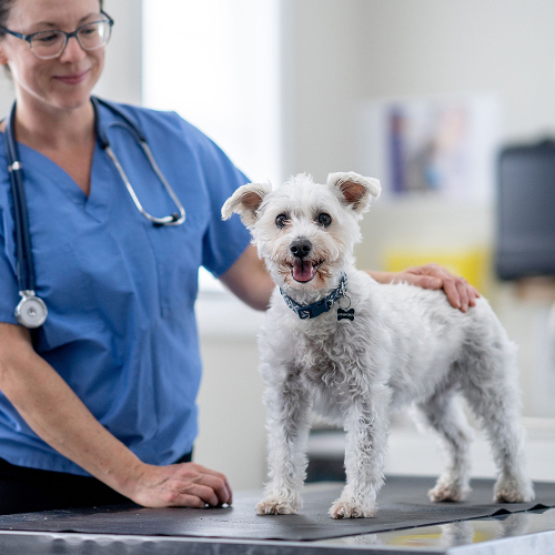 pet wellness